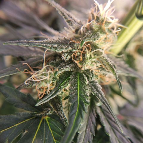 Gelato #2 growlog timeline photo