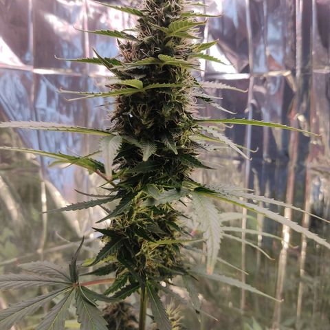"Ani" Gelato #1 growlog timeline photo