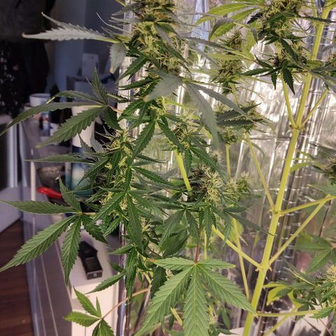"Ani" Gelato #1 growlog timeline photo