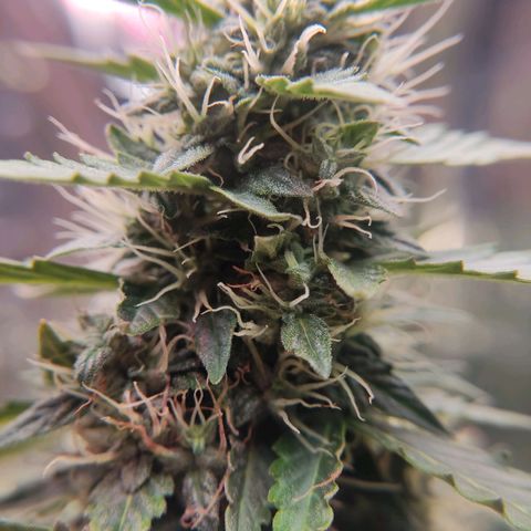 "Ani" Gelato #1 growlog timeline photo