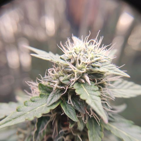 "Ani" Gelato #1 growlog timeline photo