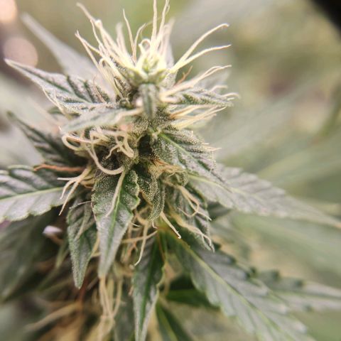 "Ani" Gelato #1 growlog timeline photo