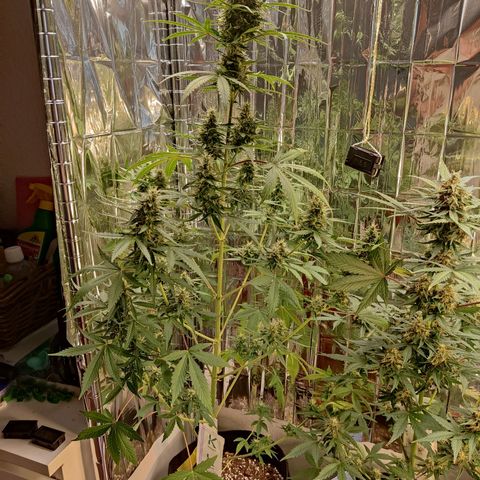 "Ani" Gelato #1 growlog timeline photo