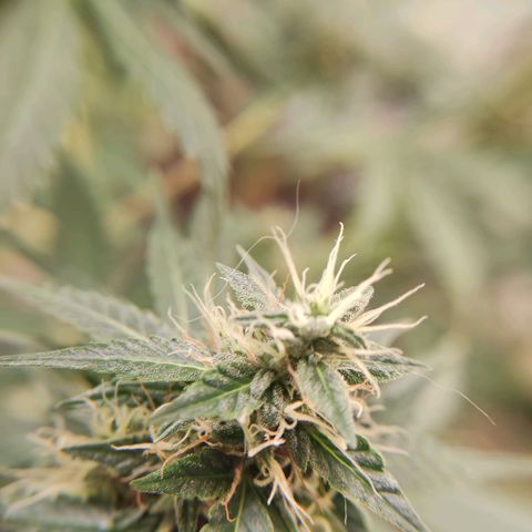 "Ani" Gelato #1 growlog timeline photo
