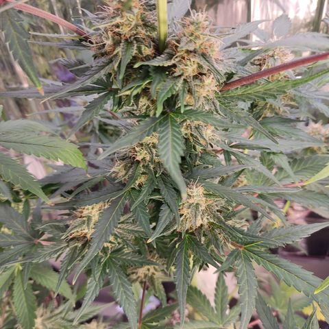 Gelato #2 growlog timeline photo