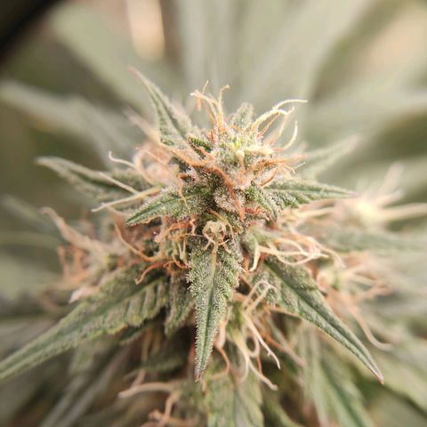 Gelato #2 growlog timeline photo