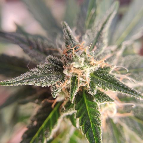 Gelato #2 growlog timeline photo