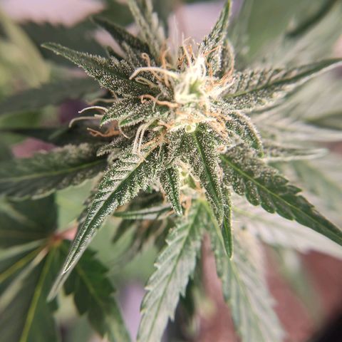 Gelato #2 growlog timeline photo