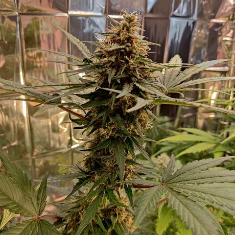 Gelato #2 growlog timeline photo