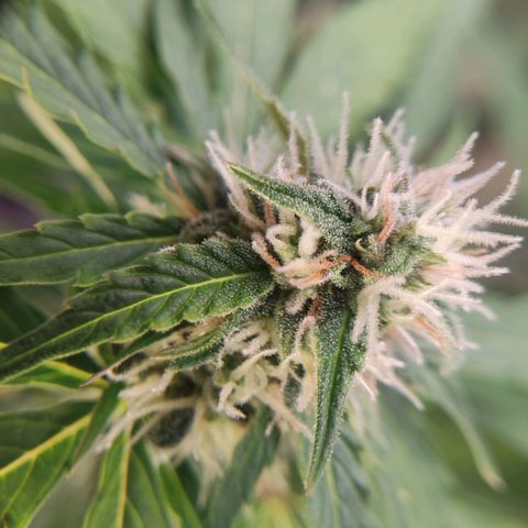 Mikromachine auto growlog timeline photo