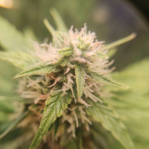 Mikromachine auto growlog timeline photo