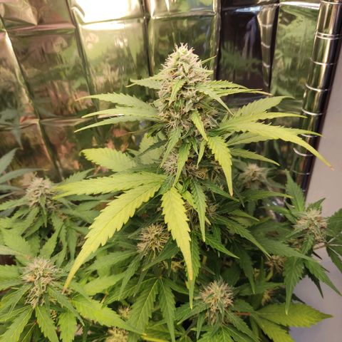 Mikromachine auto growlog timeline photo