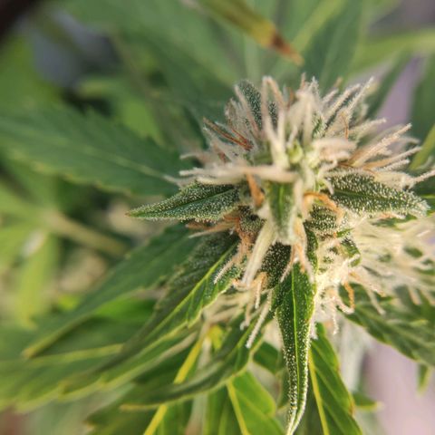 Mikromachine auto growlog timeline photo