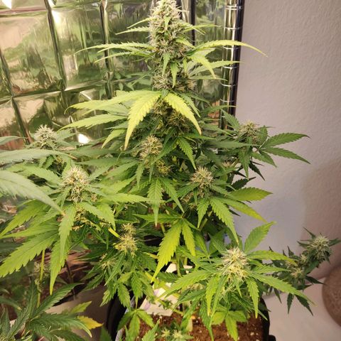 Mikromachine auto growlog timeline photo