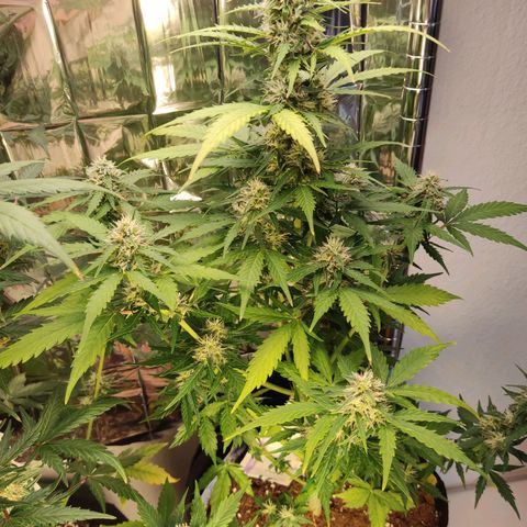 Mikromachine auto growlog timeline photo