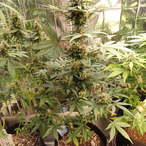 Gelato #2 growlog timeline photo