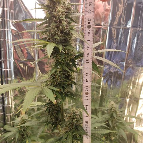 "Ani" Gelato #1 growlog timeline photo