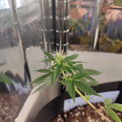 "Ani" Gelato #1 growlog timeline photo