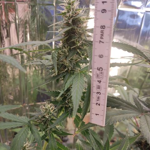 "Ani" Gelato #1 growlog timeline photo