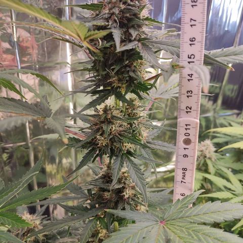 Gelato #2 growlog timeline photo