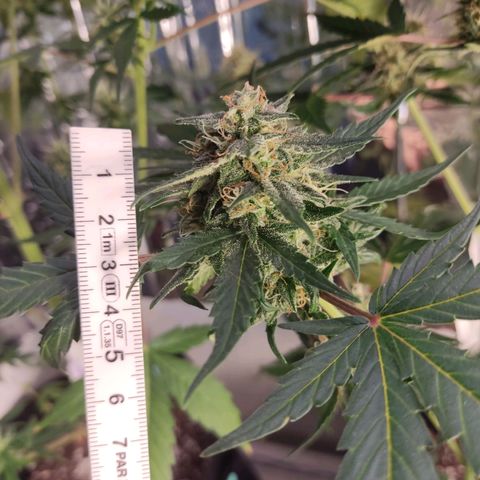 Gelato #2 growlog timeline photo