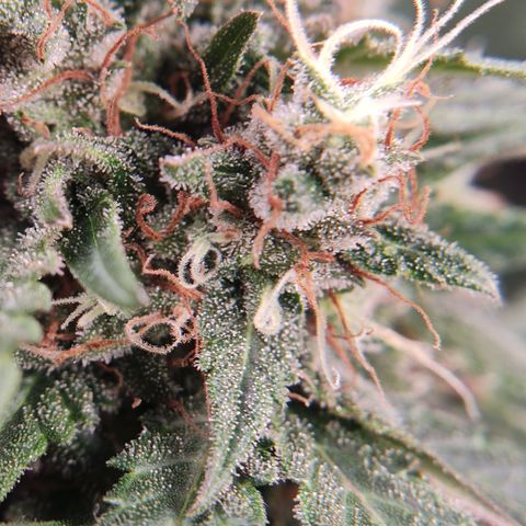 "Ani" Gelato #1 growlog timeline photo