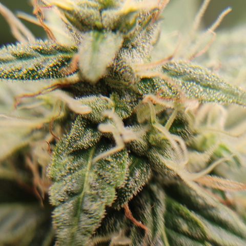 "Ani" Gelato #1 growlog timeline photo