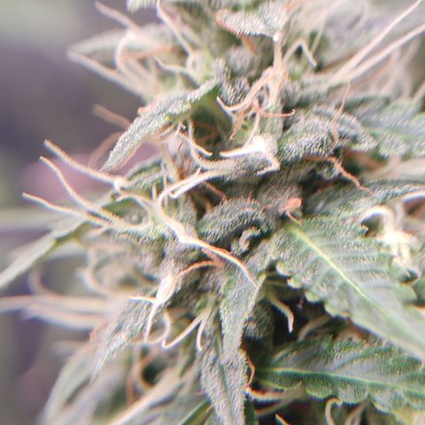 "Ani" Gelato #1 growlog timeline photo