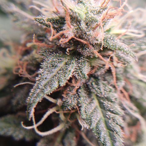 Gelato #2 growlog timeline photo