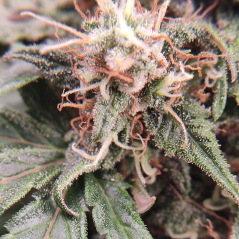 Gelato #2 growlog timeline photo