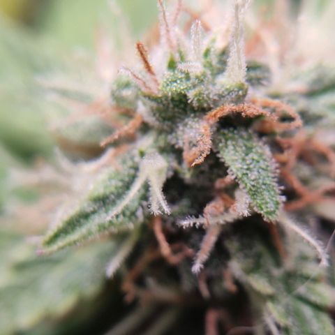 Mikromachine auto growlog timeline photo