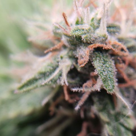 Mikromachine auto growlog timeline photo