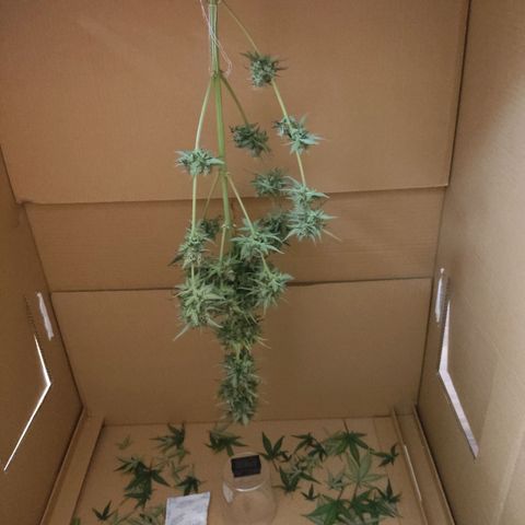 Gelato #2 growlog timeline photo