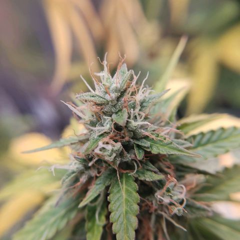 "Ani" Gelato #1 growlog timeline photo