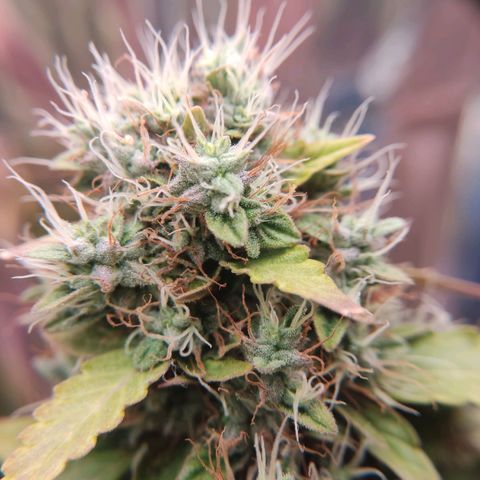"Ani" Gelato #1 growlog timeline photo