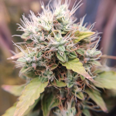 "Ani" Gelato #1 growlog timeline photo