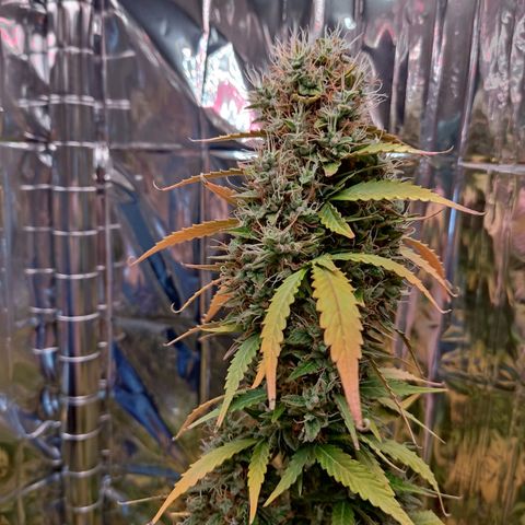 "Ani" Gelato #1 growlog timeline photo