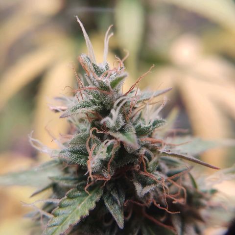"Ani" Gelato #1 growlog timeline photo