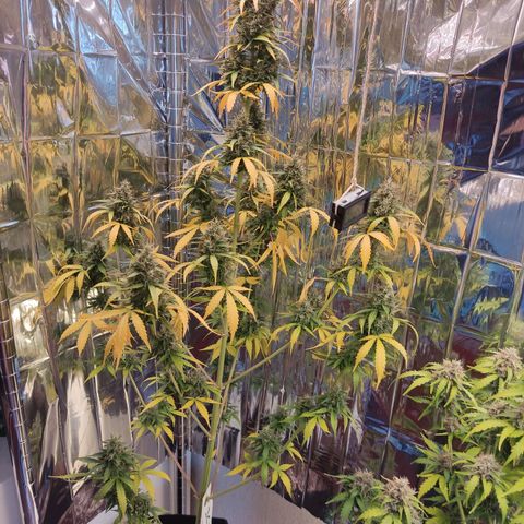 "Ani" Gelato #1 growlog timeline photo