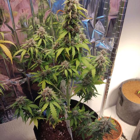 Mikromachine auto growlog timeline photo