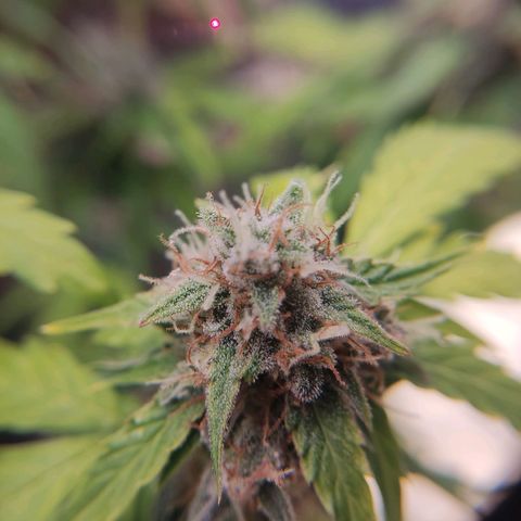 Mikromachine auto growlog timeline photo