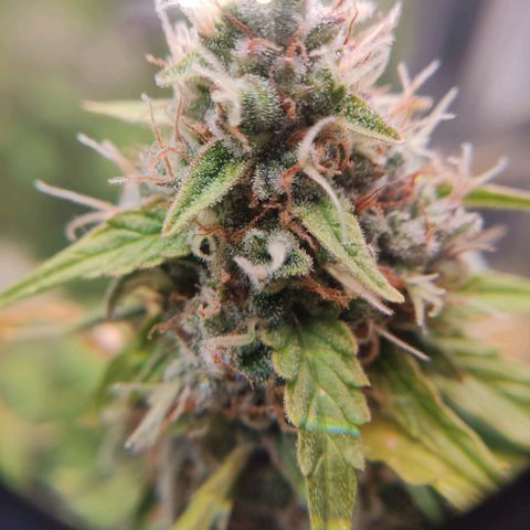Mikromachine auto growlog timeline photo
