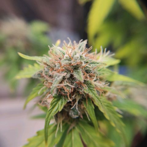 Mikromachine auto growlog timeline photo