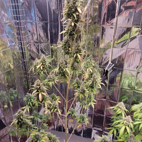"Ani" Gelato #1 growlog timeline photo
