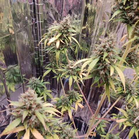 "Ani" Gelato #1 growlog timeline photo