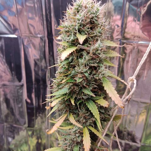 "Ani" Gelato #1 growlog timeline photo