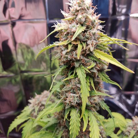 Mikromachine auto growlog timeline photo
