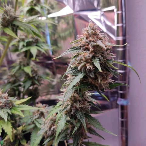 Mikromachine auto growlog timeline photo