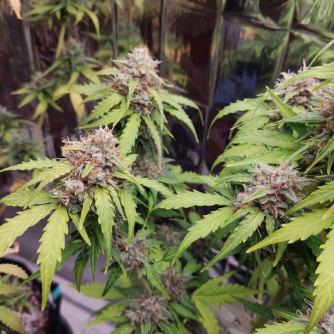 Mikromachine auto growlog timeline photo