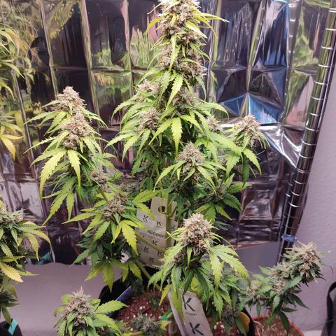 Mikromachine auto growlog timeline photo